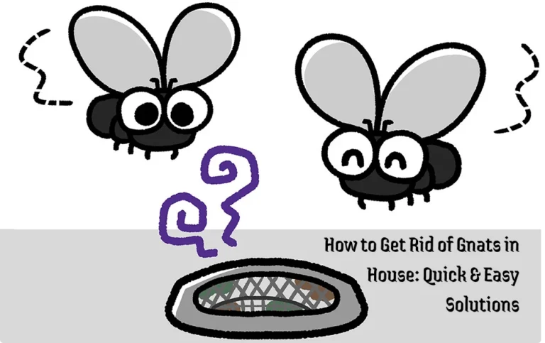How to Get Rid of Drain Flies