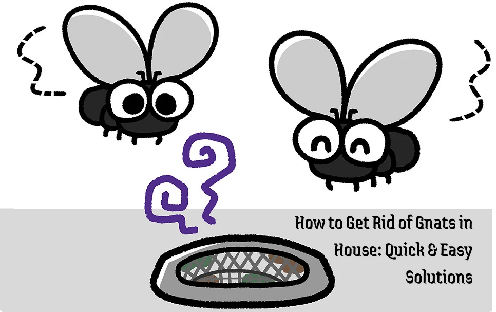 How to Get Rid of Drain Flies