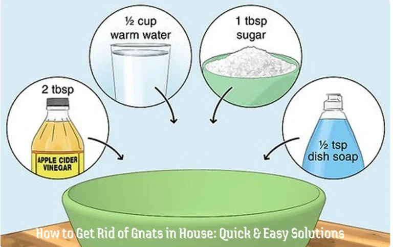 how to get rid of gnats in house