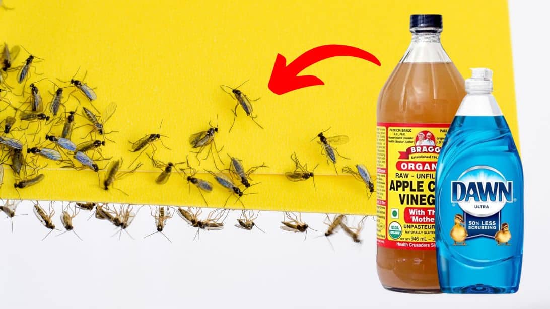 How to Get Rid of Gnats in House: Quick & Easy Solutions