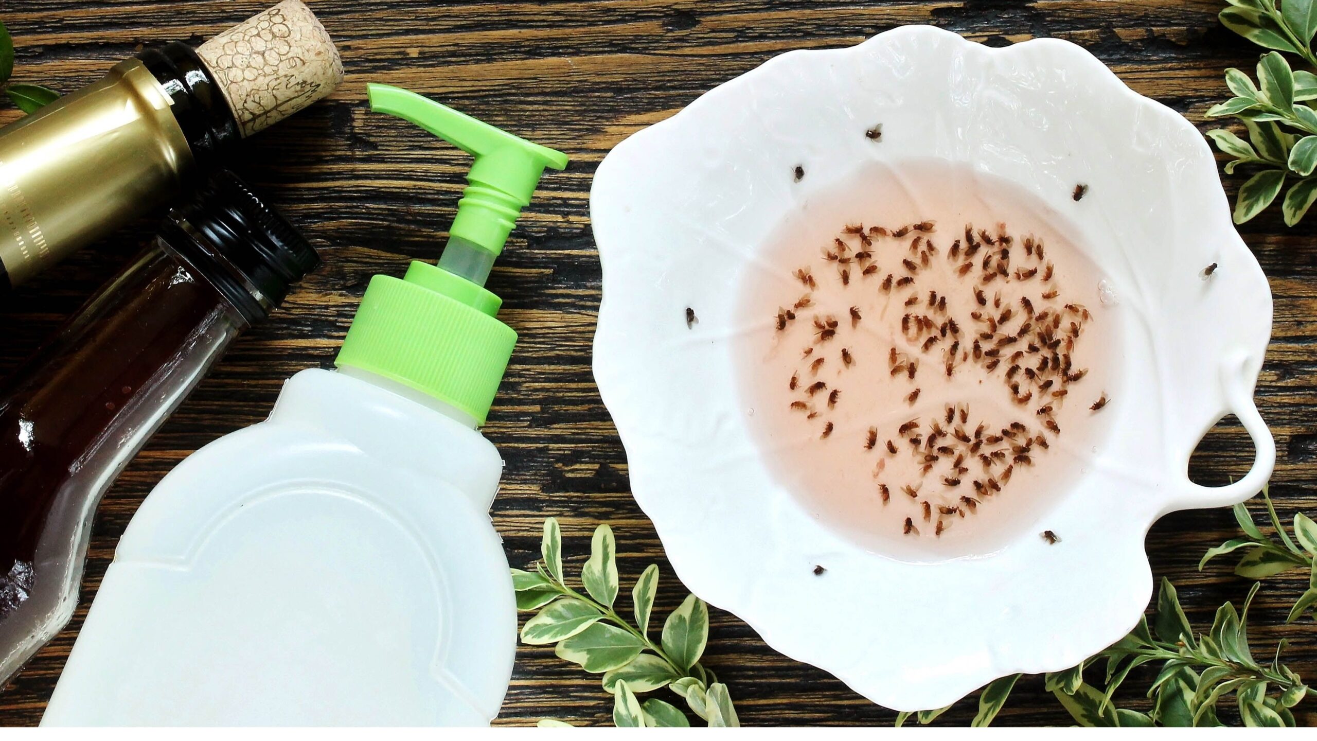How to Get Rid of Gnats in House: Quick & Easy Solutions